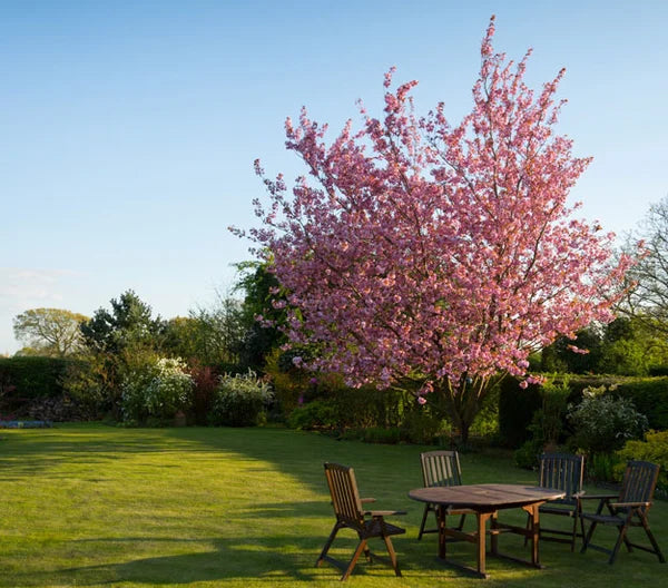 backyard garden design||||