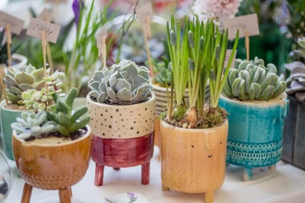 Indoor Potted Plants||