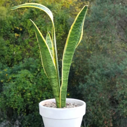 Exterior Garden Design Hacks Experts Use|3 Exterior Garden Design Hacks Experts Use|||||